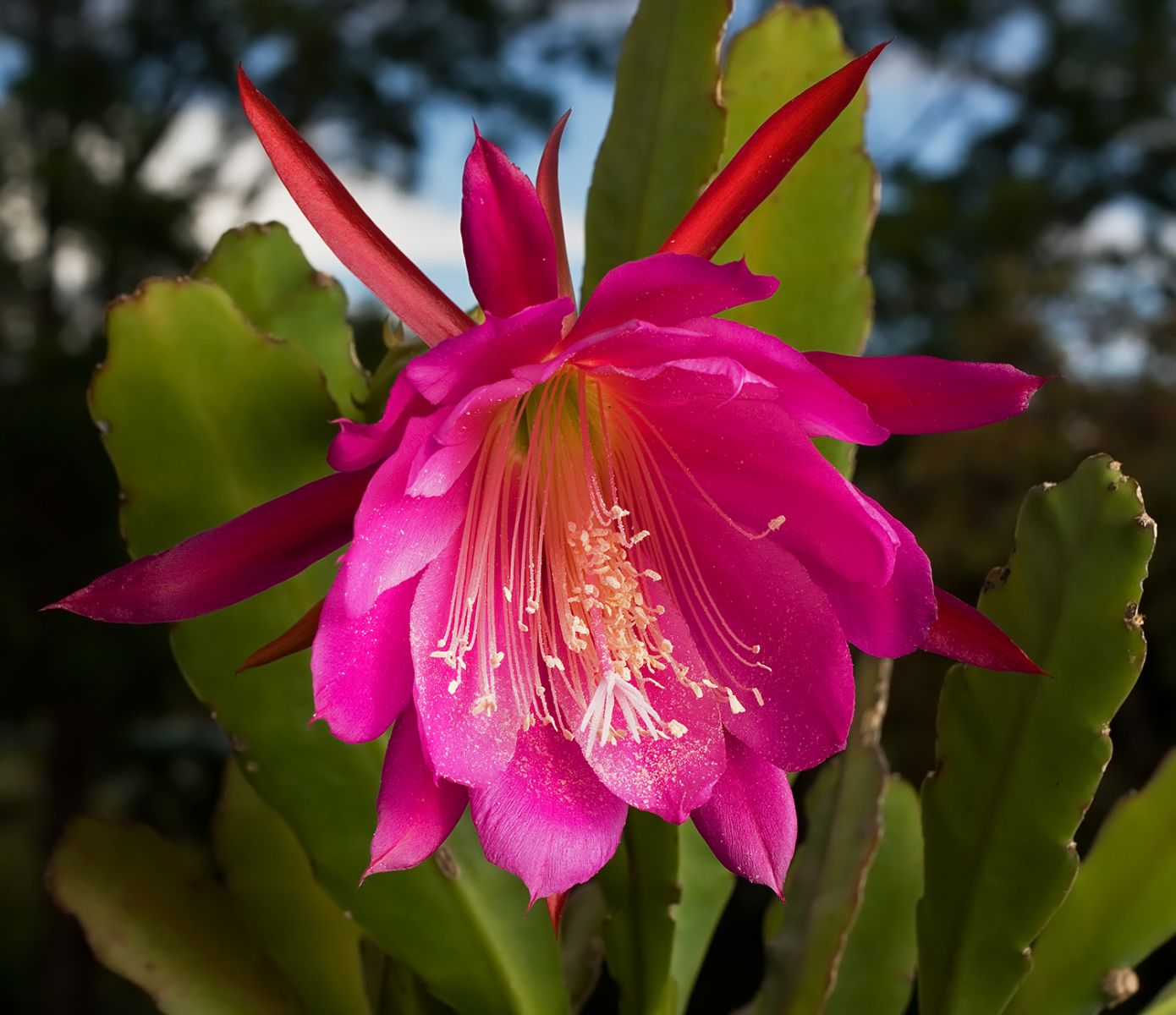 Кактус: как определить свой вид кактуса по внешнему виду растения